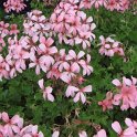 Pelargonium peltatum 'Mini Cascade rose' fleur